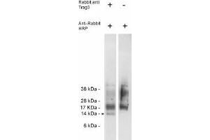 Image no. 1 for anti-CSAG Family, Member 2 (CSAG2) antibody (ABIN265187) (CSAG2 抗体)