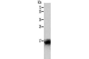 Gel: 12 % SDS-PAGE, Lysate: 40 μg, Lane: Human lymphoma tissue, Primary antibody: ABIN7128814(CCL24 Antibody) at dilution 1/400, Secondary antibody: Goat anti rabbit IgG at 1/8000 dilution, Exposure time: 1 minute (CCL24 抗体)