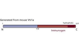 Image no. 2 for anti-Vesicle Transport through Interaction with t-SNAREs 1A (VTI1A) (AA 114-217) antibody (ABIN968427) (VTI1A 抗体  (AA 114-217))