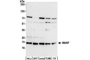 Western Blotting (WB) image for anti-Mesencephalic Astrocyte-Derived Neurotrophic Factor (MANF) (AA 132-182) antibody (ABIN7453130)