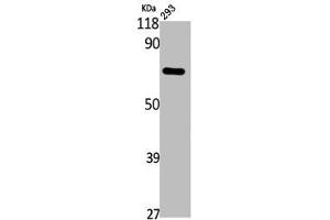 Western Blot analysis of 293 cells using Annexin VI Polyclonal Antibody (ANXA6 抗体  (N-Term))