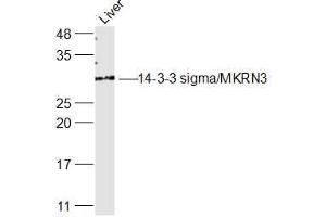 Rat Liver lysates probed with 14-3-3 sigma Polyclonal Antibody, Unconjugated  at 1:300 dilution and 4˚C overnight incubation. (14-3-3 sigma/SFN 抗体  (AA 101-200))