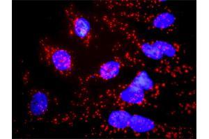 Proximity Ligation Analysis of protein-protein interactions between CASP6 and CASP3.