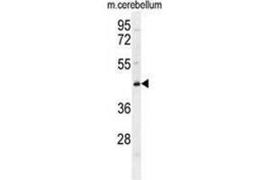 Western blot analysis in mouse cerebellum tissue lysates (35ug/lane) using CYB5D2 Antibody (C-term). (CYB5D2 抗体  (C-Term))