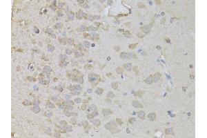 Immunohistochemistry of paraffin-embedded rat brain using PEA15 antibody. (PEA15 抗体)