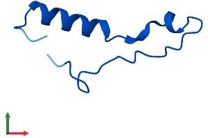 Protein Structure (PS) image for Ribosomal Protein L39-Like (RPL39L) (AA 1-51) protein (Fc Tag) (ABIN7551442)