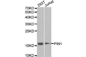 Western blot analysis of extracts of various cell lines, using PIN1 antibody. (PIN1 抗体  (AA 1-163))