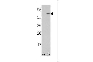 Western blot analysis of lysate from human placenta tissue lysate, using M-CSF Antibody (Center) (ABIN390719 and ABIN2840996). (M-CSF/CSF1 抗体  (AA 230-257))