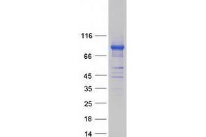 Western Blotting (WB) image for Polymerase (RNA) III (DNA Directed) Polypeptide E (80kD) (POLR3E) protein (Myc-DYKDDDDK Tag) (ABIN2729332)