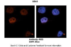 Sample Type :  Human brain stem cells  Primary Antibody Dilution :  1:500  Secondary Antibody :  Goat anti-rabbit Alexa-Fluor 594  Secondary Antibody Dilution :  1:1000  Color/Signal Descriptions :  UBA3: Red DAPI:Blue  Gene Name :  UBA3  Submitted by :  Dr. (UBA3 抗体  (N-Term))
