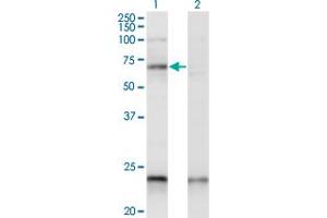Western Blot analysis of CREB5 expression in transfected 293T cell line by CREB5 monoclonal antibody (M01A), clone 1E2. (CREB5 抗体  (AA 1-99))