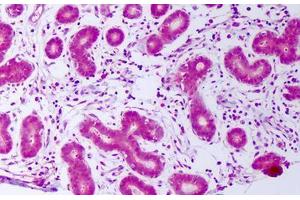 Anti-PDGFA antibody IHC staining of human breast, epithelium. (PDGF-AA Homodimer 抗体)