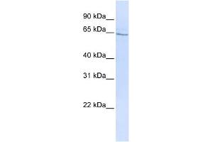 GLP2R antibody used at 1 ug/ml to detect target protein. (GLP2R 抗体  (N-Term))