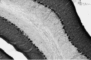 Adult rat brain hippocampus immunohistochemistry. (DLG2 抗体  (AA 1-852))