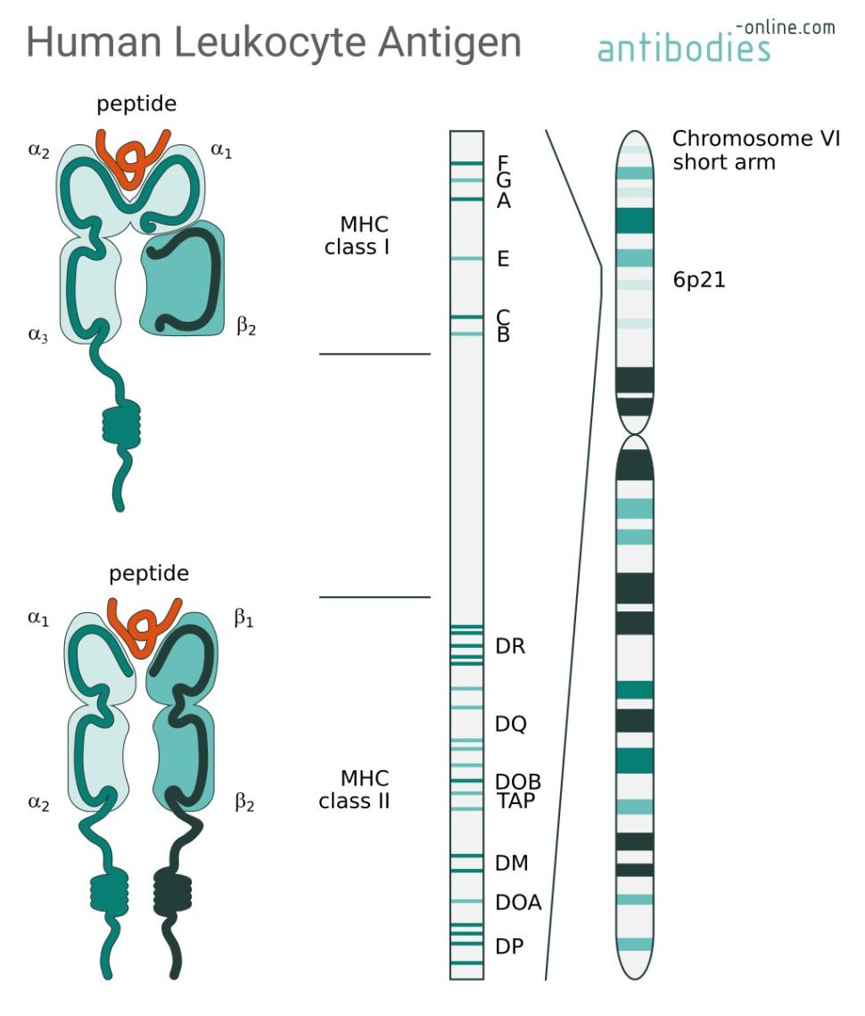 Human Leukocyte Antigen (HLA) - antibodies-online.com