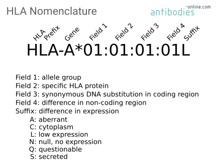 Human Leukocyte Antigen (HLA) nomenclature - antibodies-online.com