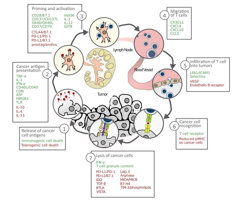 Cancer Immunity Cycle