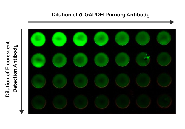 Cell-based Fluorescent ELISA: anti-GAPDH Antibody 