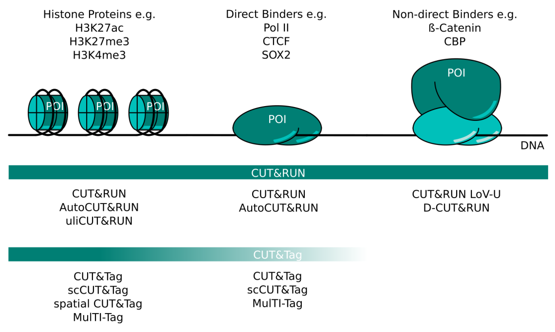 Number of publications mentioning the indicated antigens in context with CUT&RUN and CUT&Tag based on 137 journal articles published from 2018 to 2022.