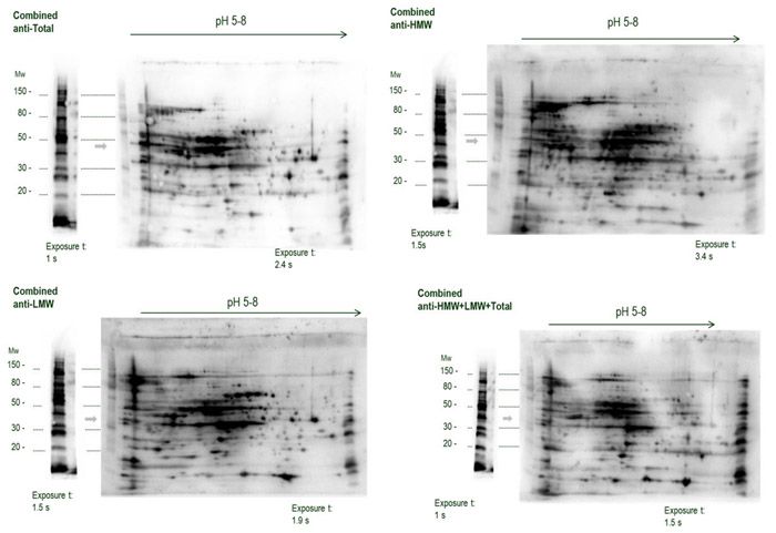 HCP-2D-SDS-PAGE-Western Blotting