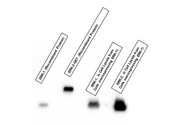 Western blot of antibody raised against ERK-2 to ERK-1 proteins