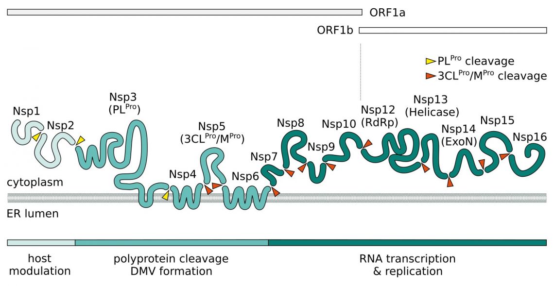 SARS-CoV-2 NSPs