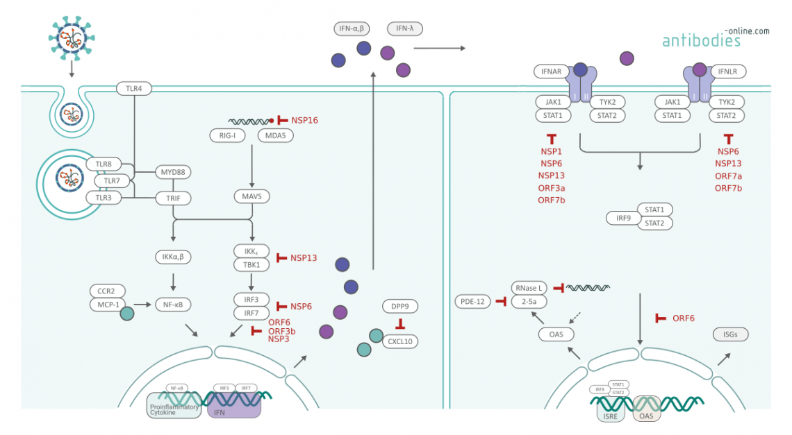 Interferon Antagonism 