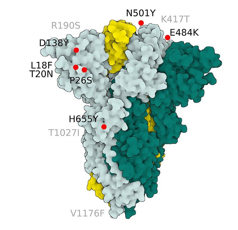 Fig.5 SARS-CoV-2 S Protein P.1 (gamma)