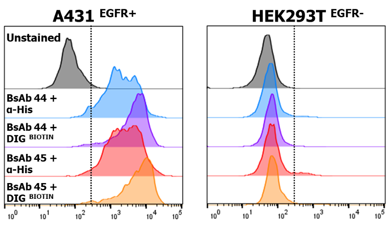 VHH Flow Cytometry