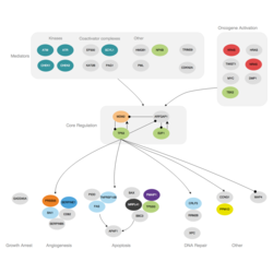 p53 Pathway